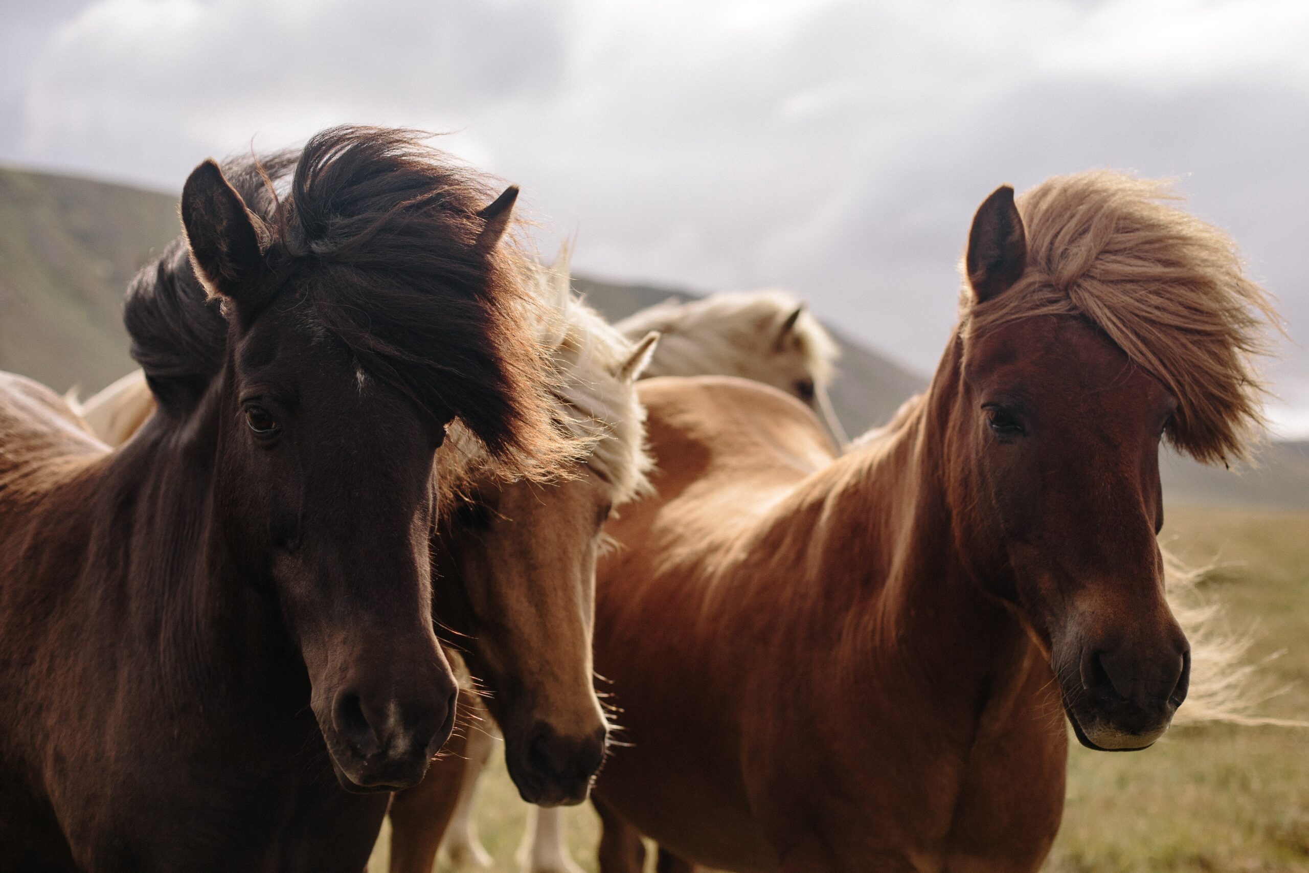 Пятилетняя лошадь. Facts about Horses. Why Horse. Лучшие речи кони